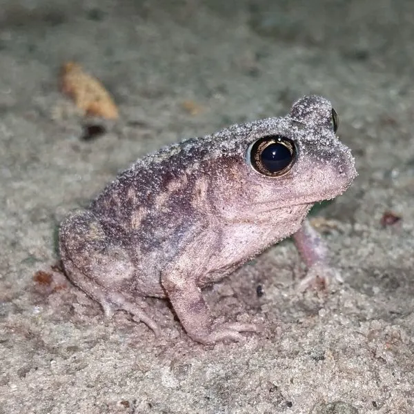 Eastern Spadefoot (Scaphiopus holbrooki) in sand in Dorchester County, South Carolina, USA