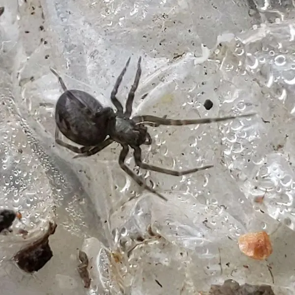 False Black Widow (Steatoda grossa) on some clear wet plastic in Conway, Arkansas, USA