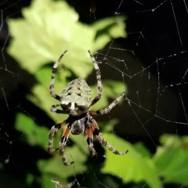 Giant Lichen Orbweaver (Araneus bicentenarius) on its web in the dark in Triangle, Virginia, USA