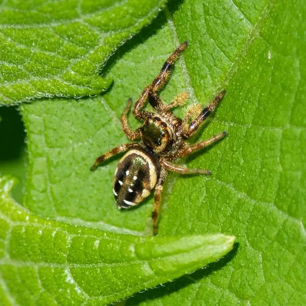 Golden Jumping Spider (Paraphidippus aurantius) on a leaf taking in the sunlight in Powhatan, Virginia, USA