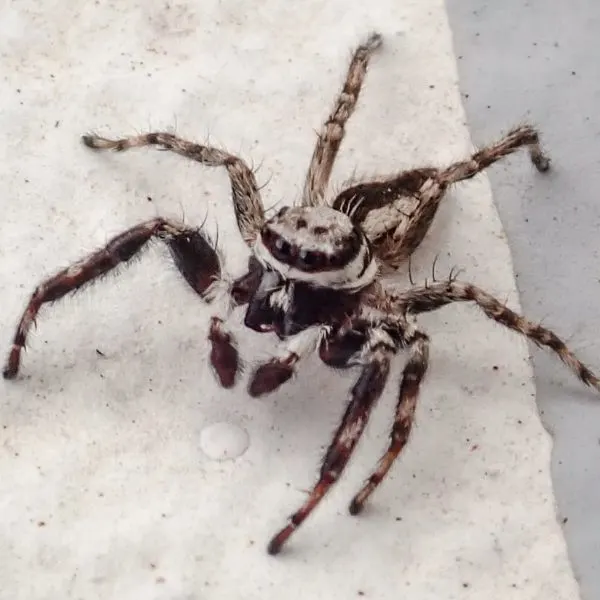 Gray Wall Jumping Spider (Menemerus bivittatus) on a white and gray surface in Kowloon City, Hong Kong