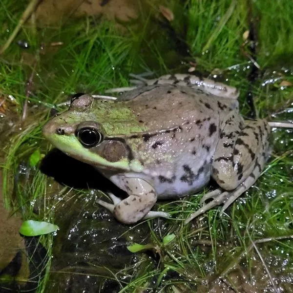 Green Frog (Lithobates clamitans) in grassy waters in Hermon, Maine, USA