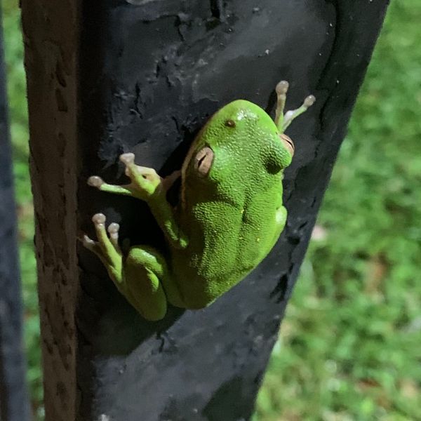 Green Treefrog (Hyla cinerea) on a black bar of a gate in Northwestern State University of Louisiana, Louisiana, USA
