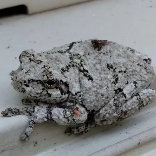 Grey Treefrog (Hyla versicolor) holding onto a white corner in Surry, Maine, USA