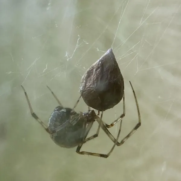 House Spider (Parasteatoda tepidariorum) in its web at its orb at Pinnacle Mountain State Park, Arkansas, USA