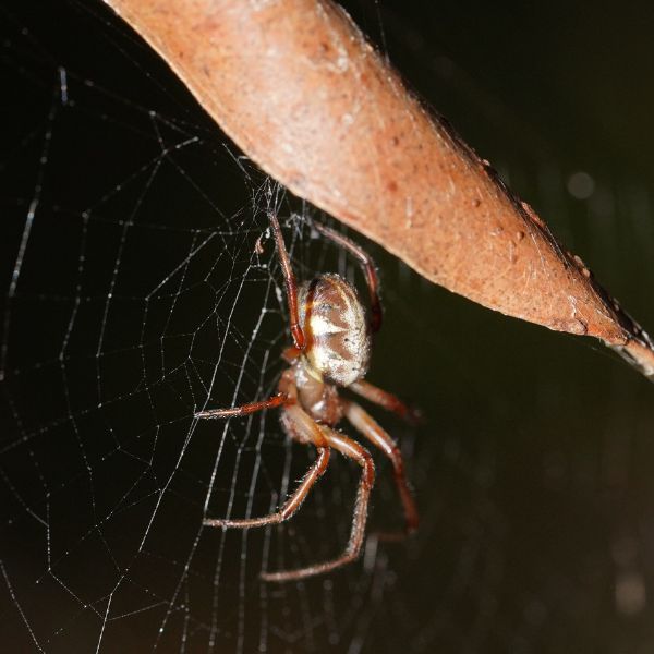 Leaf-curling Sac Spider (Phonognatha graeffei) hanging from its leaf web in Victoria, Australia