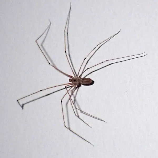 Long-bodied Cellar Spider (Pholcus phalangioides) on a white wall in Goochland County, Virginia, USA