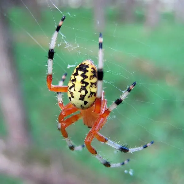 Marbled Orbweaver (Araneus marmoreus) on its web at Waller Mill Park in Virginia, USA