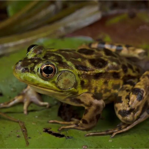 Mink Frog (Lithobates septentrionalis) on a lilypad in Somerset County, Maine, USA