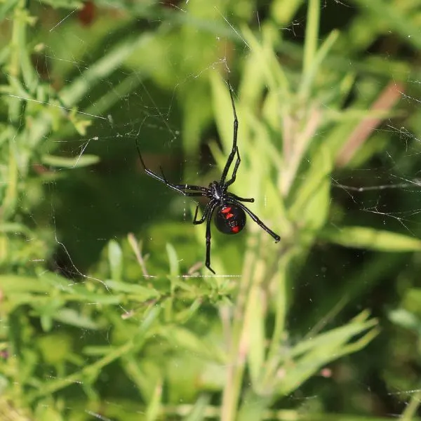 Northern Black Widow (Latrodectus variolus) on its web in greenery in Fluvanna County, Virginia, USA