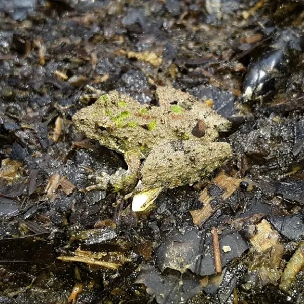 Northern Cricket Frog (Acris crepitans) on moist forest floor in Winnsboro, South Carolina, USA