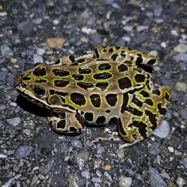 Northern Leopard Frog (Lithobates pipiens) on a wet street in Hermon, Maine, USA