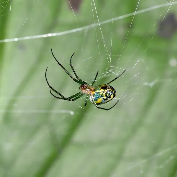 Orchard Orbweaver (Leucauge venusta) sitting in a web in Oakton, Virginia, USA