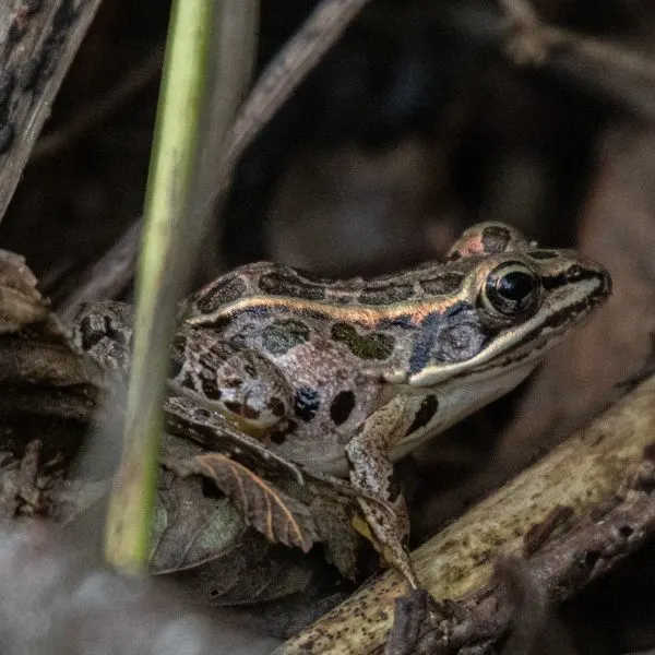 Pickerel Frog (Lithobates palustris) on a twig in Cherryfield, Maine, USA