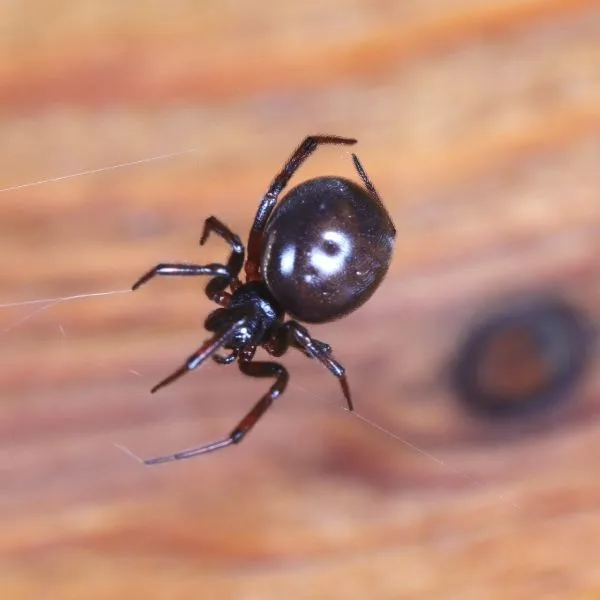 Rabbit Hutch Spider (Steatoda bipunctata) on its web over a wooden surface in Kolari, Suomi