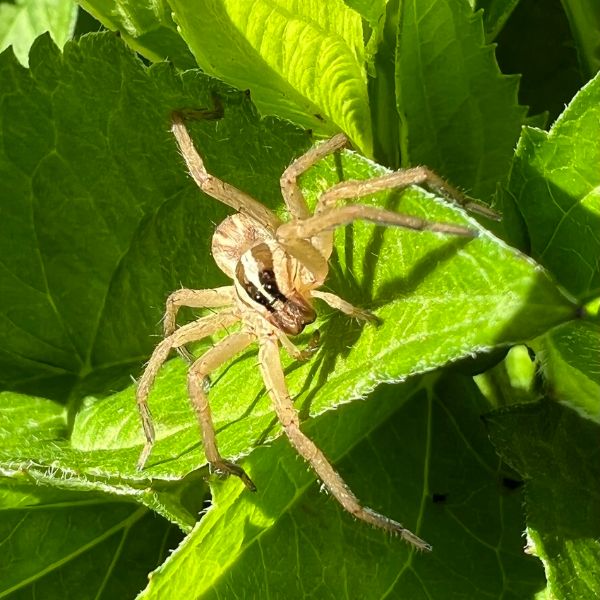 Rabid Wolf Spider (Rabidosa rabida) on some leaves in Montross, Virginia, USA
