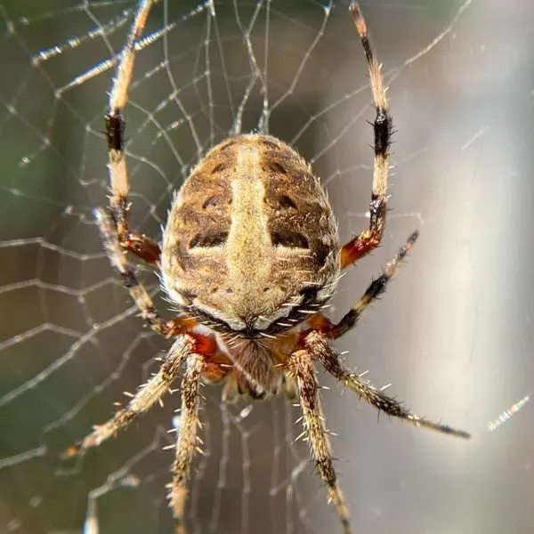 Red-femured Spotted Orbweaver (Neoscona domiciliorum) on its web in Fairfax County, Virginia, USA