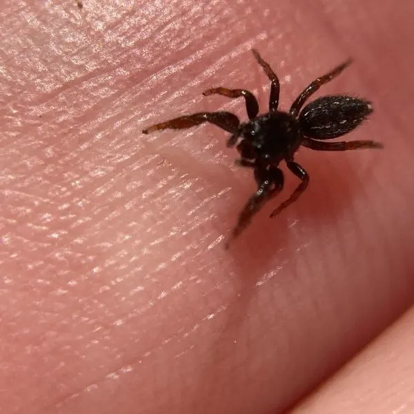 Ribbon Jumping Spider (Metacyrba taeniola) on someone's finger in Toano, Virginia, USA