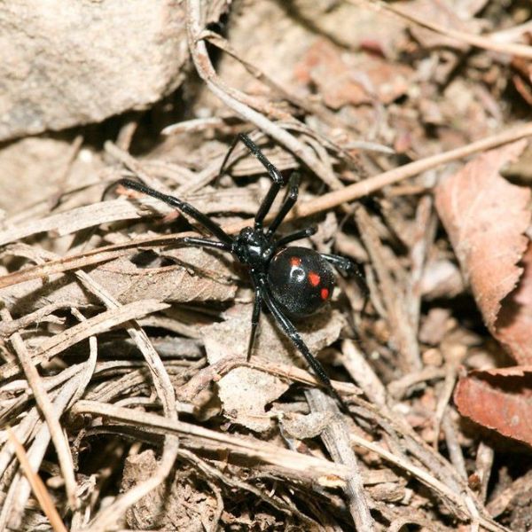 Southern Black Widow (Latrodectus mactans) in dry shrub in Ouachita National Forest, Arkansas, USA