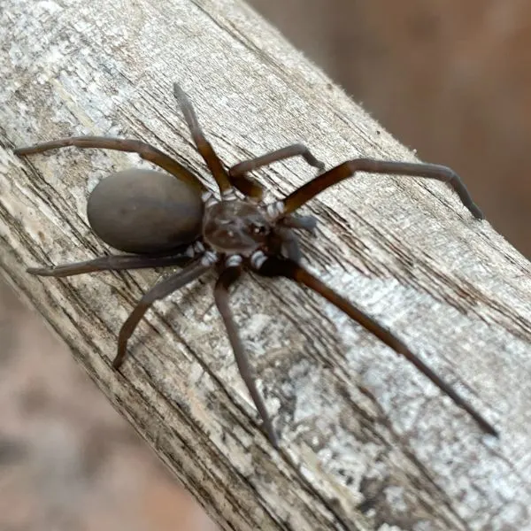 Southern House Spider (Kukulcania hibernalis) walking on a wooden stick in Roanoke, Virginia, USA