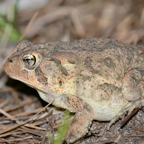 Southern Toad (Anaxyrus terrestris) in sticks at Jefferson, South Carolina, USA