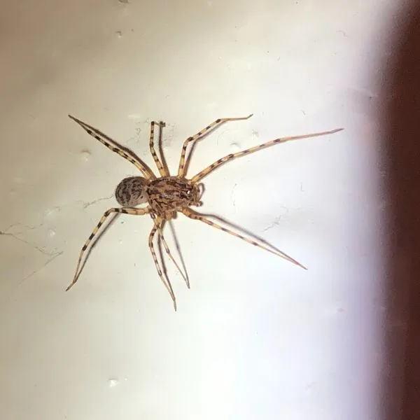 Spitting Spider (Scytodes thoracica) on a white wall at the Gulf Branch Nature Center and Park, Arlington, Virginia, USA