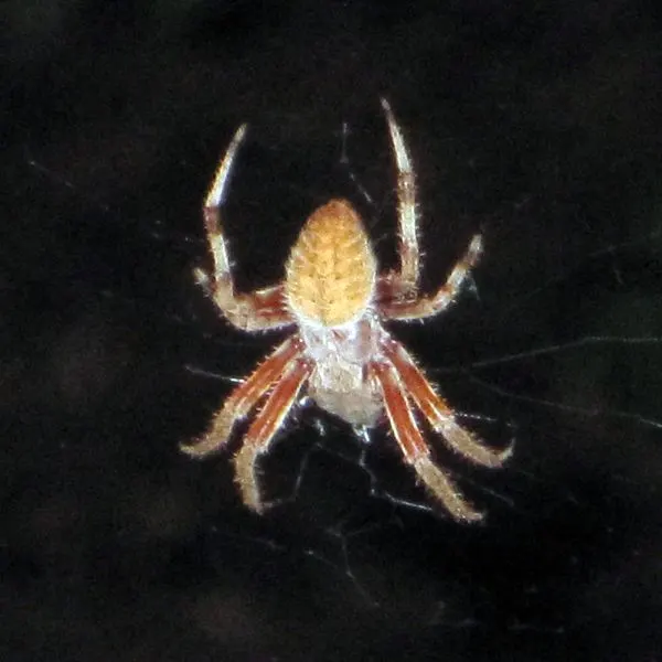 Spotted Orbweaver (Neoscona crucifera) on a web near York River, Virginia, USA