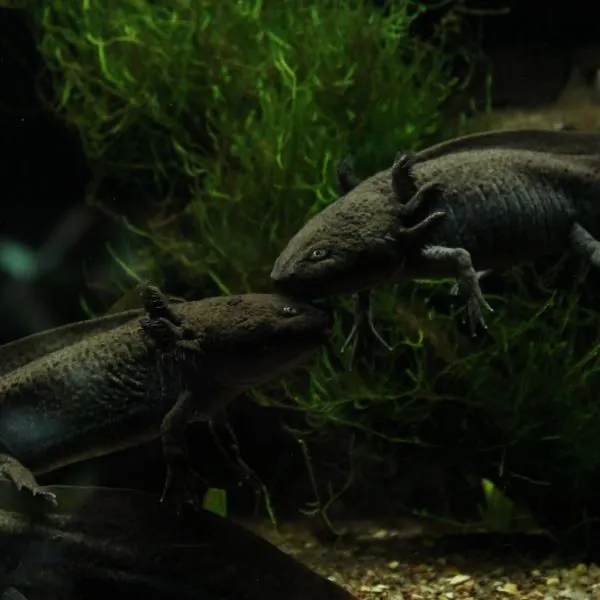 Two black axolotls facnig each other in their shared tank