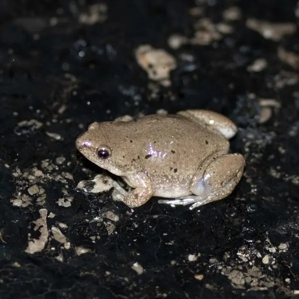 Western Narrow-mouthed Toad (Gastrophryne olivacea) on dark gravel in Washita County, Oklahoma, USA