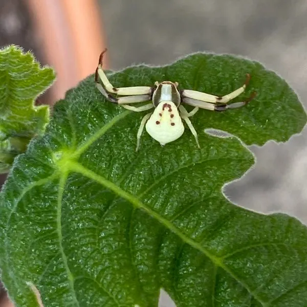 White-banded Crab Spider (Misumenoides formosipes) on a leaf in Keene, Virginia, USA