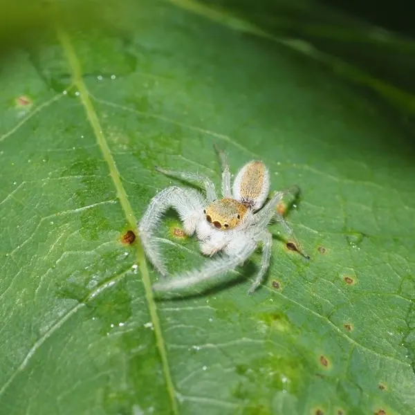 White-jawed Jumping Spider (Hentzia mitrata) sitting on a leaf in Fairfax, Virginia, USA