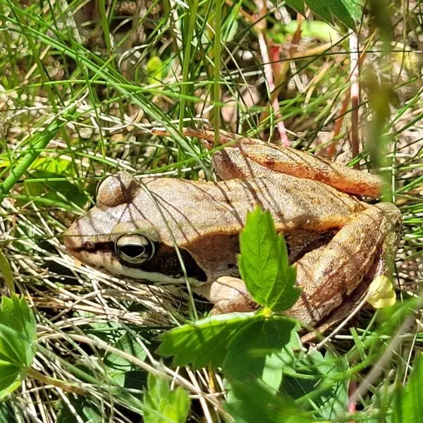 Wood Frog (Lithobates sylvaticus) in grass and leaves at Gouldsboro, Maine, USA