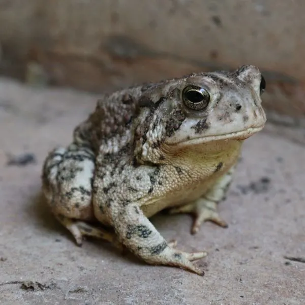 Woodhouse's Toad (Anaxyrus woodhousii) on concrete in Oklahoma, USA