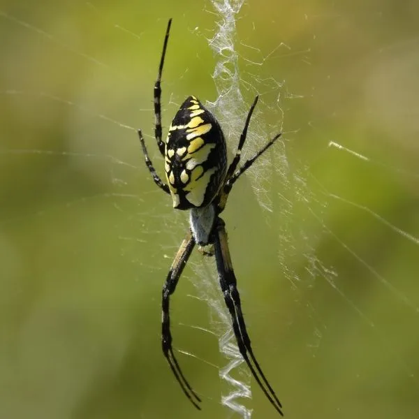 Yellow Garden Spider (Argiope aurantia) on its web in Fairfax County, Virginia, USA