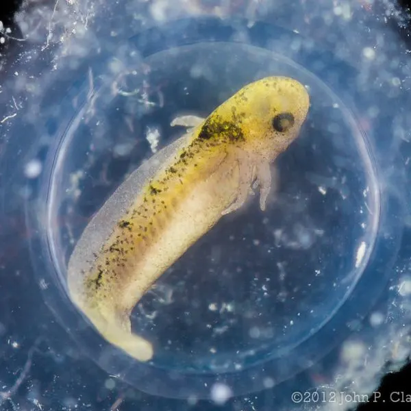 axolotl embryo in its egg