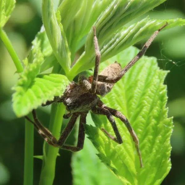American Nursery Web Spider (Pisaurina mira) hanging onto a leaf in Minnesota, USA