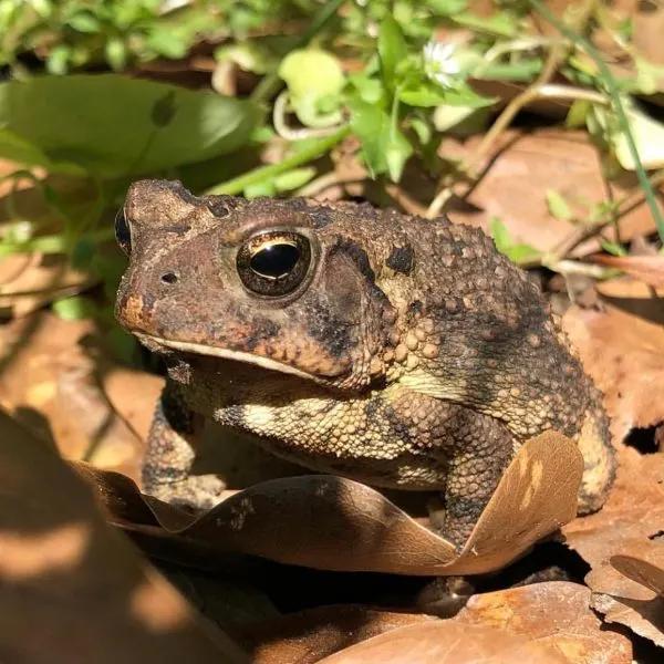 American Toad (Anaxyrus americanus) on dry leaves in the sunlight in Brandon, Mississippi, USA