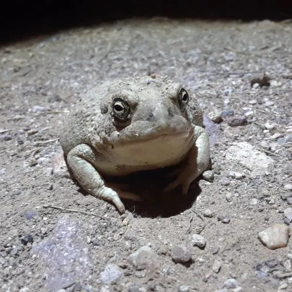Arizona Toad (Anaxyrus microscaphus) on dry dirt and rock in Washington County, Utah, USA