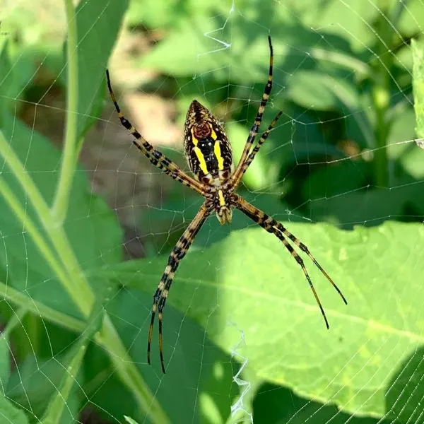 Banded Garden Spider (Argiope trifasciata) on its web by leaves in Kodak, Tennessee, USA