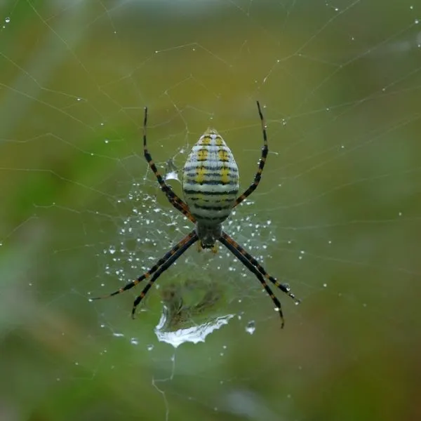 Banded Garden Spider (Argiope trifasciata) on its web with a large water droplet in Washington County, Minnesota, USA