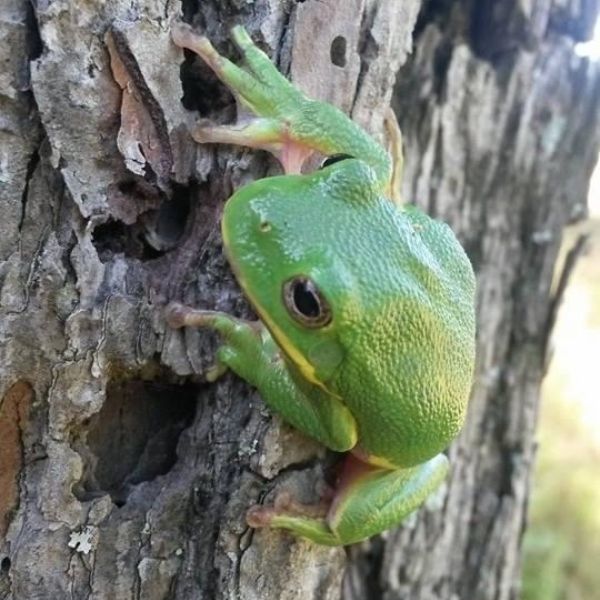 Barking Treefrog (Hyla gratiosa) climbing the bark of a tree in Dunlap, Tennessee, USA