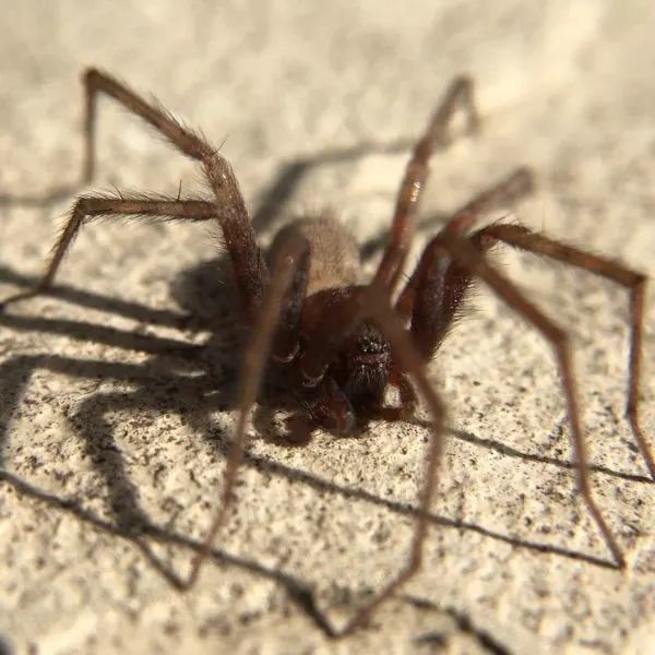 Barn Funnel Weaver (Tegenaria domestica) on concrete in Minneapolis, Minnesota, USA