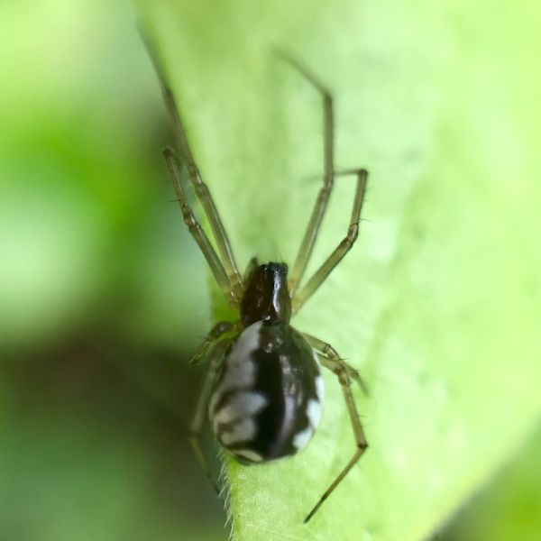 Bowl-and-doily Spider (Frontinella pyramitela) on a leaf in Atlanta, Georgia, USA