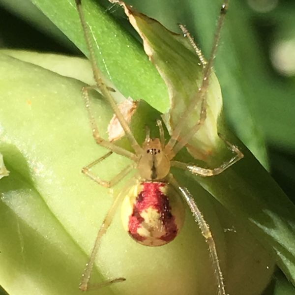 Candy-striped Spider (Enoplognatha ovata) on a stem in Edina, Minnesota, USA