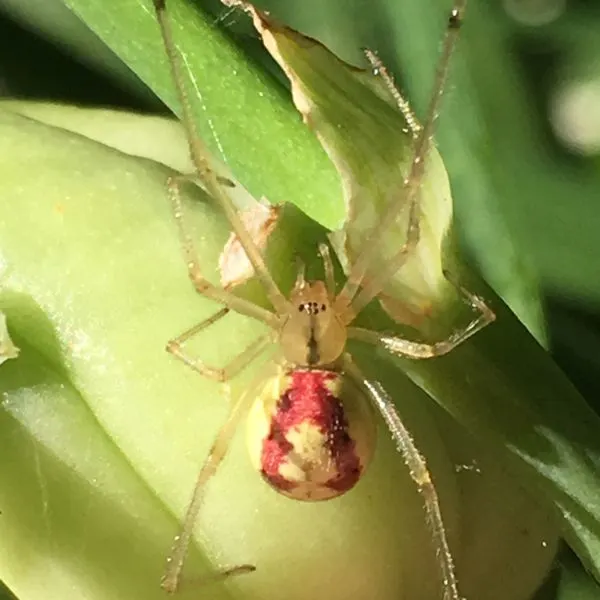 Candy-striped Spider (Enoplognatha ovata) on a stem in Edina, Minnesota, USA