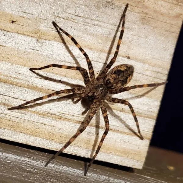 Dark Fishing Spider (Dolomedes tenebrosus) on a wooden corner in Tallassee, Tennessee, USA
