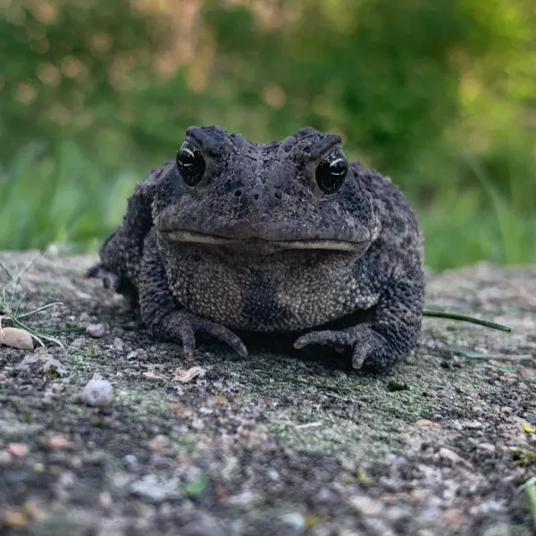 Eastern American Toad (Anaxyrus americanus americanus) sitting on a rocky surface in Columbia, Missouri, USA