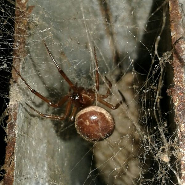 False Black Widow (Steatoda grossa) in a metal crevice in its web in Vila Nova de Gaia, Portugal