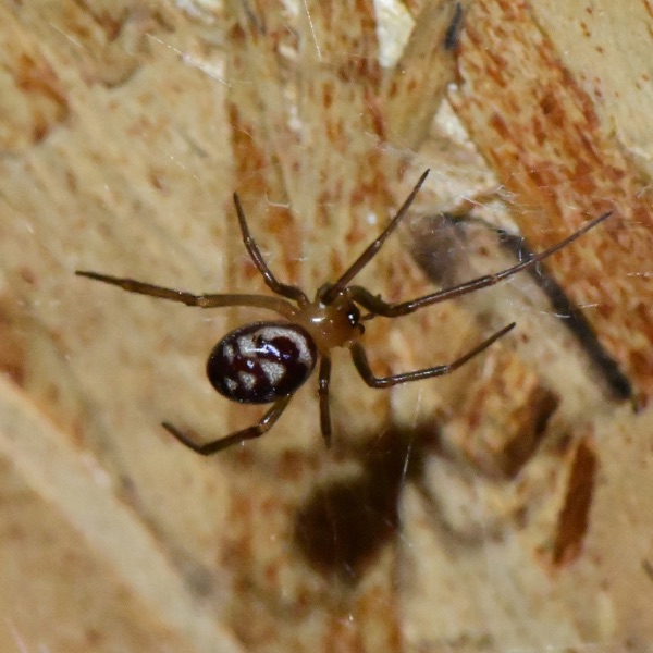 False Black Widow (Steatoda grossa) in its web in Carmichael, California, USA
