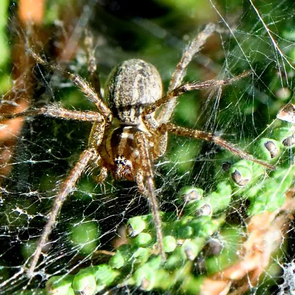 Grass Spider (Agelenopsis spp) in its web on a plant in Washington County, Minnesota, USA